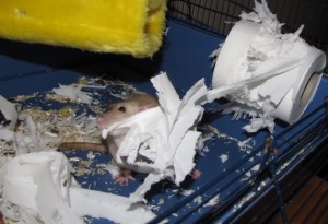 La reproduction chez les rats de compagnie : cycle, oestrus (chaleurs) et gestation