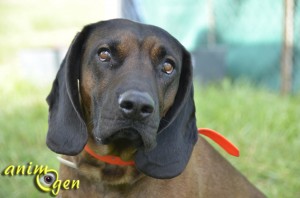 Le chien de rouge de Bavière (origines, éducation, caractère)