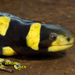 La salamandre tigrée, ou Ambystoma tigrinum (alimentation, comportement, maintenance)