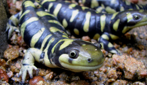 la salamandre tigrée ou ambystoma tigrinum alimentation comportement