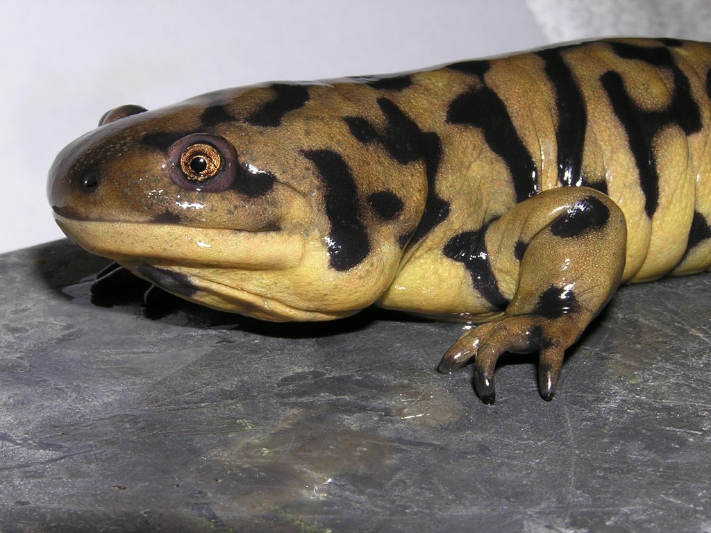 La salamandre tigrée, ou Ambystoma tigrinum (alimentation, comportement, maintenance)