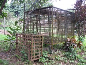 Les métaux toxiques  pour les perroquets (liste, causes, symptômes, prévention)