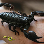 Le scorpion empereur, Pandinus imperator
