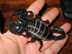 Le scorpion empereur, Pandinus imperator