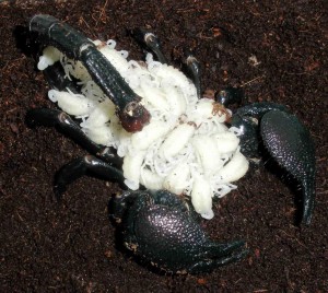 Le scorpion empereur, Pandinus imperator