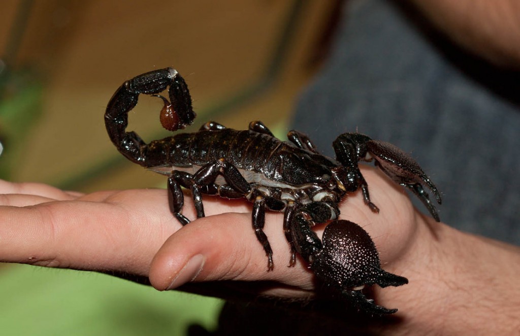 Le scorpion empereur, Pandinus imperator