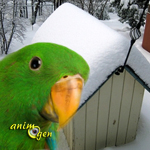 Les dangers de l'hiver pour nos perroquets : froid et chaleur