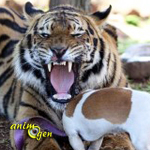 Panjo, tigre du Bengale ou chat de compagnie ?