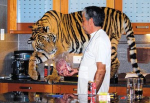 Panjo, tigre du Bengale ou chat de compagnie ?