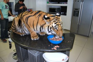 Panjo, tigre du Bengale ou chat de compagnie ?