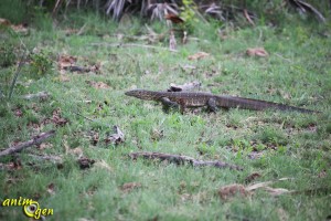 Le varan du Nil, Varanus niloticus