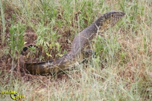 Le varan du Nil, Varanus niloticus