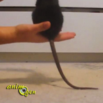 Education : apprenez à votre rat ou souris à sauter sur votre main