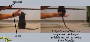 Education : apprenez à votre rat ou souris à sauter sur votre main