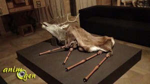 Art orienté objet au musée de la chasse et de la nature à Paris, ou l'art de la symbiose