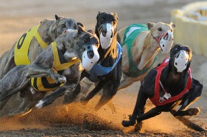Le Greyhound, ou lévrier anglais, un dominant au cœur d'or