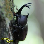 Trypoxylus dichotomus, le scarabée -rhinocéros japonais