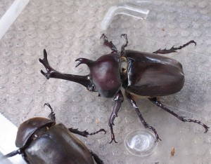 Trypoxylus dichotomus, le scarabée-rhinocéros japonais