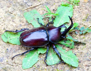 Trypoxylus dichotomus, le scarabée-rhinocéros japonais