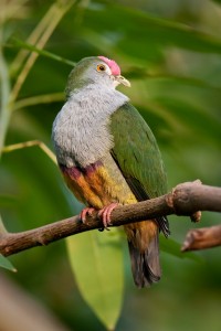 Les ptilopes, des pigeons qui se souviennent d'avoir été des perroquets