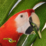 Alimentation : les courgettes pour nos perroquets