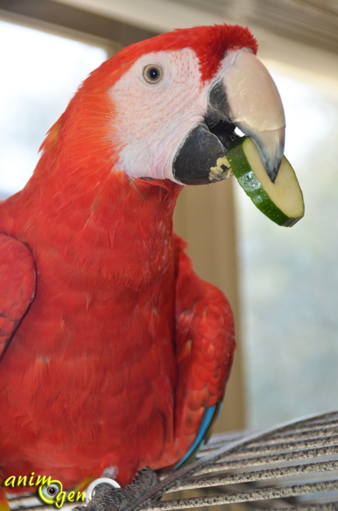 Alimentation : les courgettes pour nos perroquets
