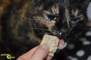 Alimentation : recette de friandise pour chat au thon
