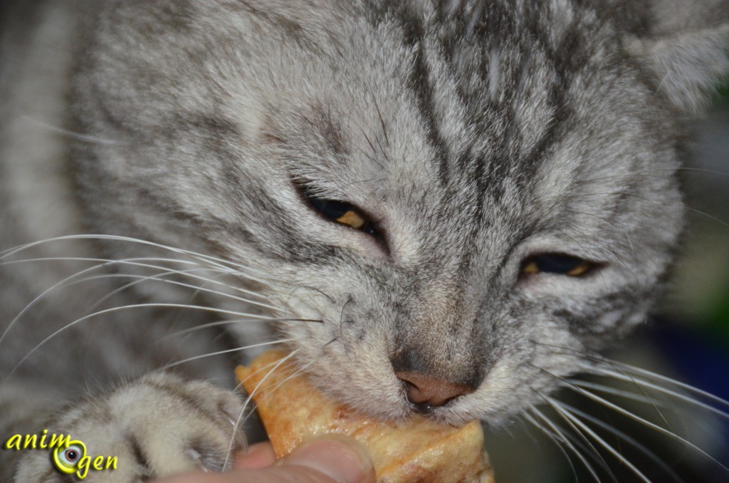 Alimentation : recette de friandise pour chat au thon