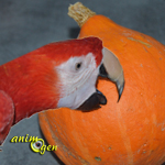 Le potimarron, une courge aux trésors pour nos perroquets