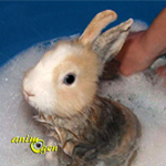 Santé : le bain pour les lapins (utilité, méthode, déroulement)