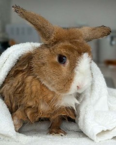 Santé : le bain pour les lapins (utilité, méthode, déroulement)