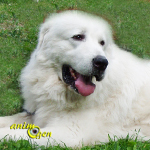 Le Berger polonais de Podhale, ou chien de berger des Tatras