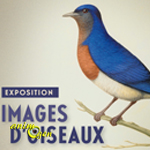 Exposition "Images d'Oiseaux" à Paris (75), du mercredi 22 janvier au lundi 28 avril 2014