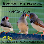 Bourse aux oiseaux à Mélisey (70), du samedi 01 er au dimanche 02 mars 2014