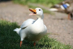 Ce qu'il faut savoir avant d'adopter un canard