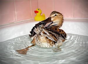 Ce qu'il faut savoir avant d'adopter un canard