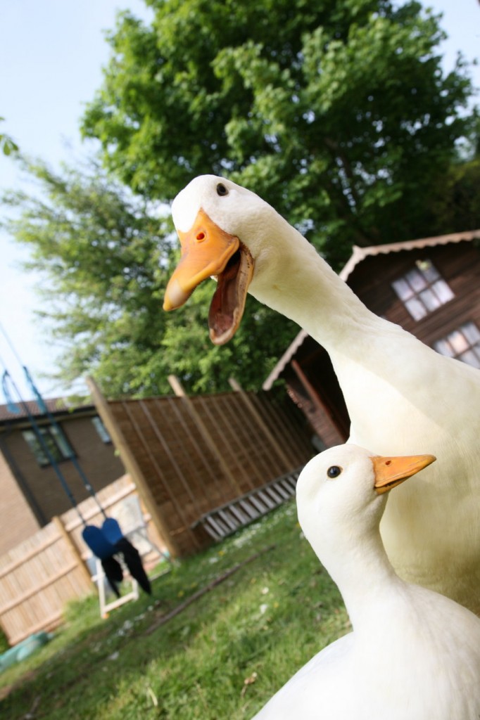Ce qu'il faut savoir avant d'adopter un canard