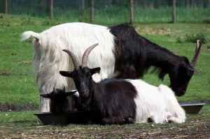 La chèvre à col noir du Valais, ou chèvre des glaciers (Capra aegagrus hircus)