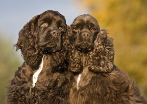 Le cocker Spaniel américain, une douce personnalité dans un habit de fourrure