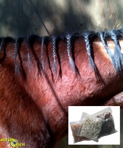 Coiffure de crinière pour cheval et poney : comment faire des pions cousus ?