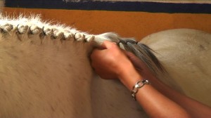 Coiffure de crinière pour cheval et poney : comment faire des pions cousus ?