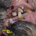 Santé : dents de lait et dents définitives chez les chiens (croissance, renouvellement, problèmes)