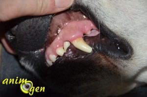 Santé : dents de lait et dents définitives chez les chiens (croissance, renouvellement, problèmes)