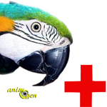Santé : le diabète chez les perroquets (causes,symptômes, traitements)