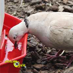 Alimentation, santé : comment pigeons, colombes et tourterelles boivent-ils ?