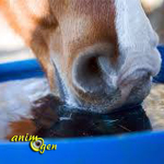Santé : comment fournir de l'eau potable à nos chevaux en hiver ?