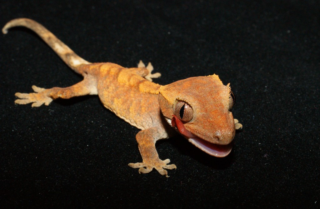 Le gecko à crête, ou gecko à cils (Rhacodactylus ciliatus) animOgen