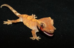 Le Gecko à crête, ou gecko à cils, ou Rhacodactylus ciliatus
