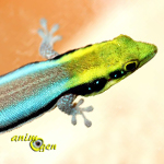 Le gecko néon, ou Phelsuma klemmeri, Houdini de nos terrariums