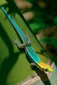 Le gecko néon, ou Phelsuma klemmeri, Houdini de nos terrariums